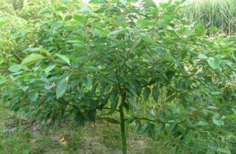 樟树 -第49届全国药材药品交易会 -10月16日启幕