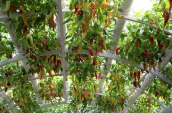 第九届中国·四川（彭州）蔬菜展览会11月5日启幕（菜博会）